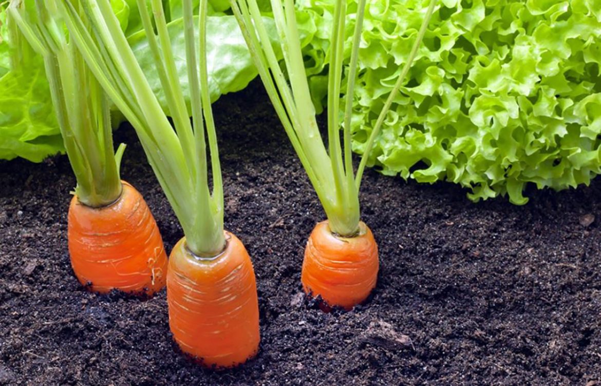 هویج یکی از بهترین رنگ دهنده غذا شناخته شده است